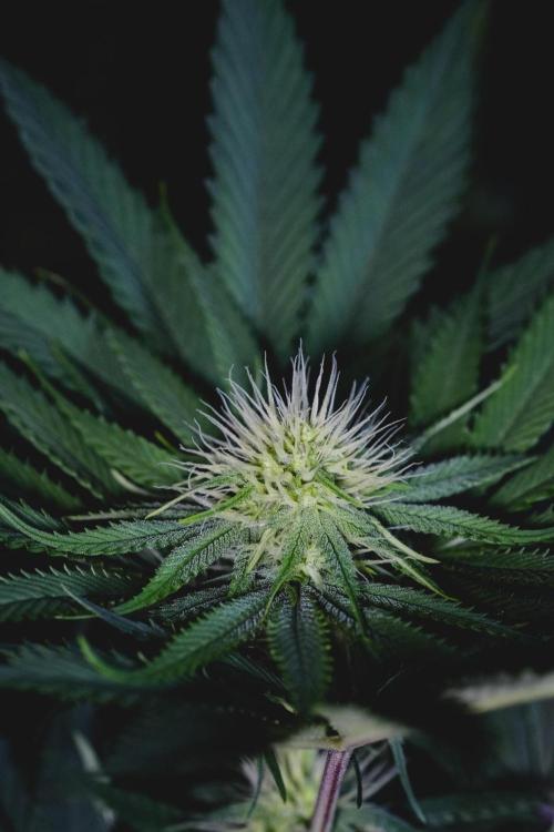 Jack Herer original genetics. Week 9