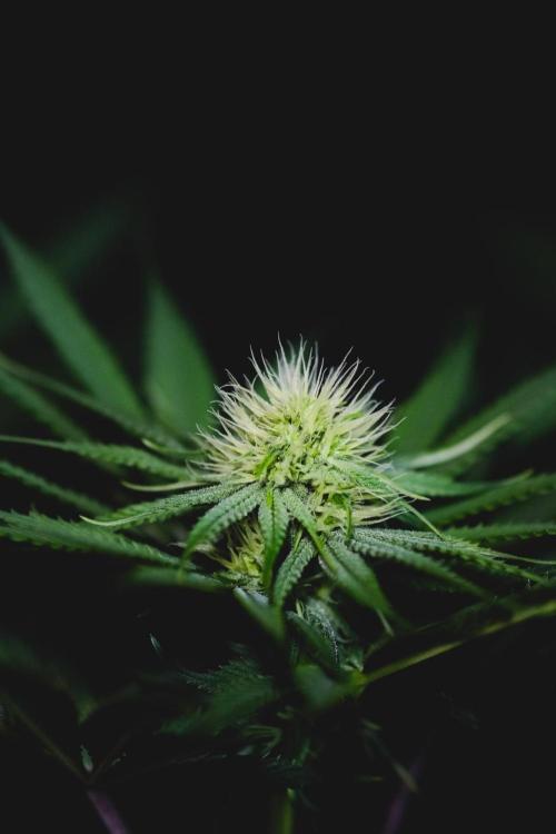 Jack Herer original genetics. Week 9