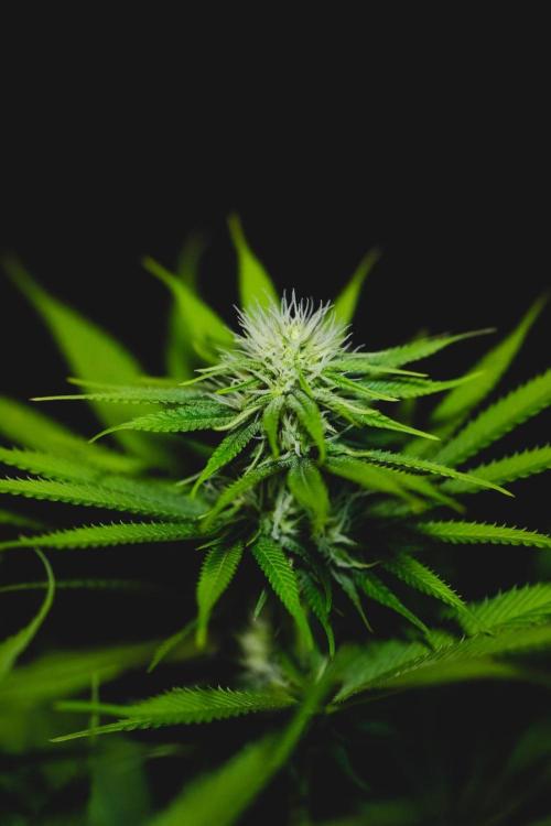 Jack Herer original genetics. Week 9