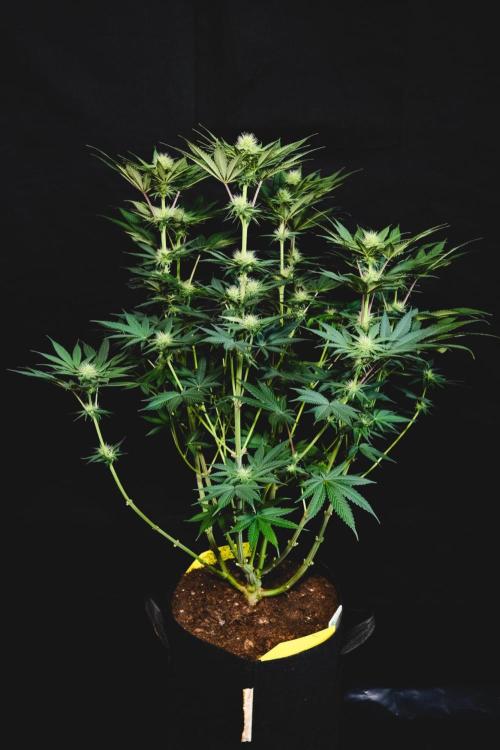 Jack Herer original genetics. Week 9