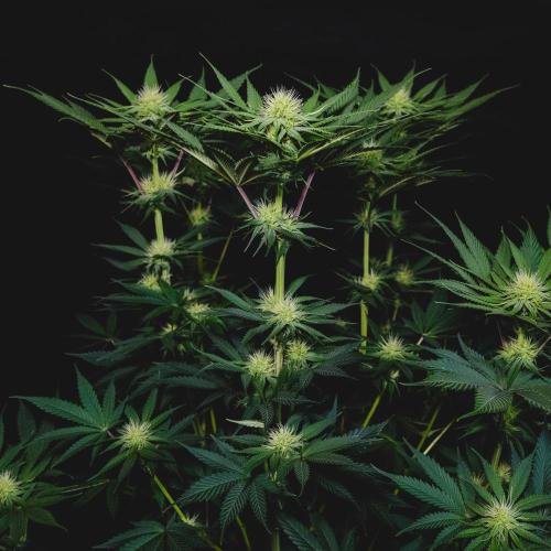 Jack Herer original genetics. Week 9
