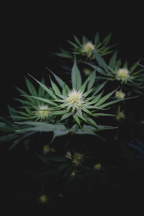 Jack Herer original genetics. Week 9
