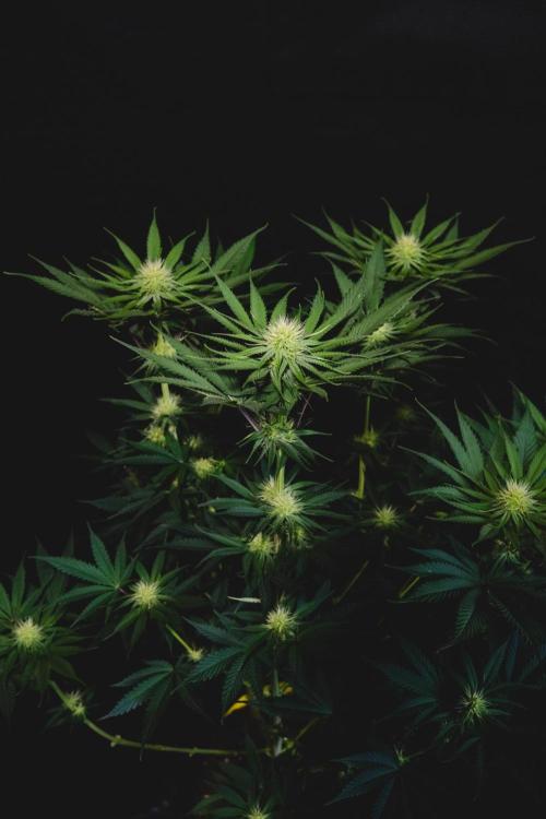 Jack Herer original genetics. Week 9