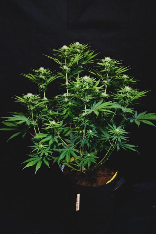 Jack Herer original genetics. Week 9
