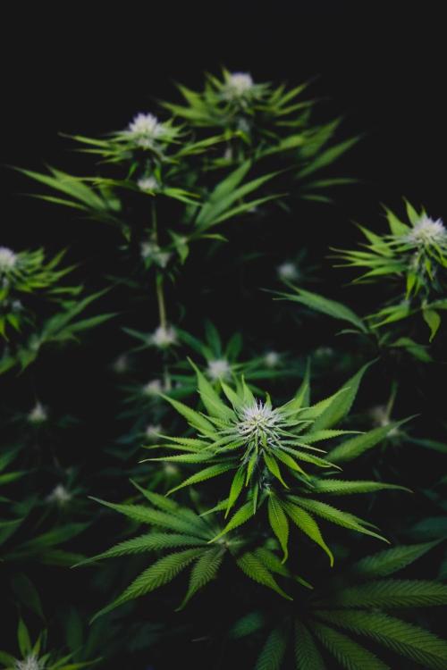 Jack Herer original genetics. Week 9