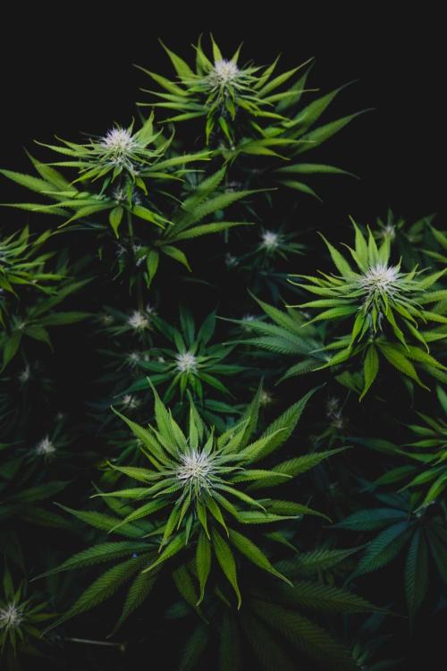Jack Herer original genetics. Week 9