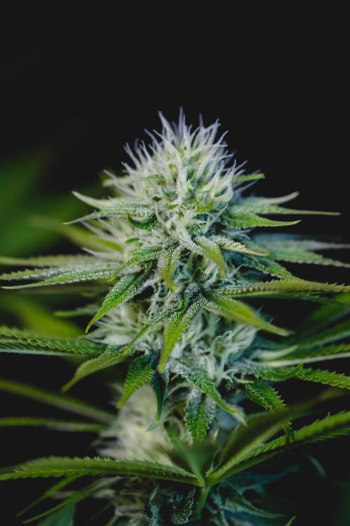 Jack Herer original genetics. Week 9