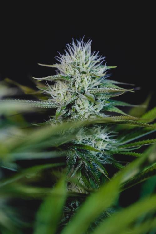 Jack Herer original genetics. Week 9