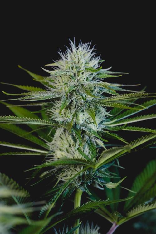Jack Herer original genetics. Week 9