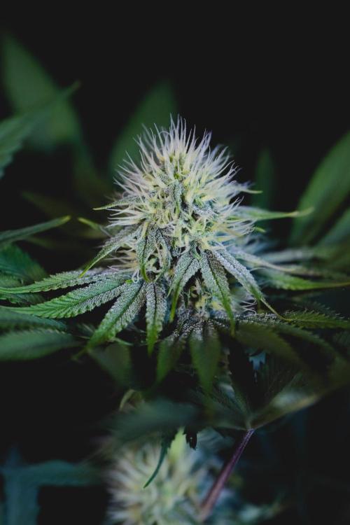 Jack Herer original genetics. Week 9