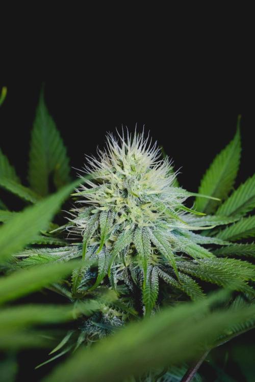 Jack Herer original genetics. Week 9