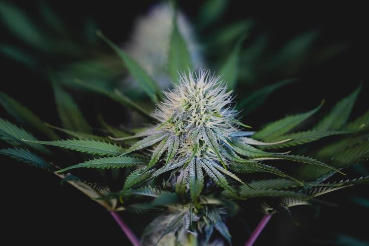 Jack Herer original genetics. Week 9