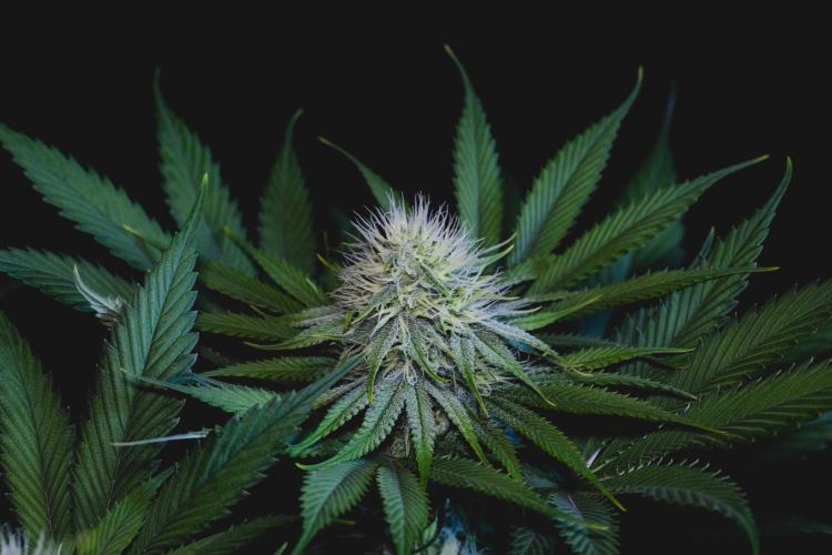 Jack Herer original genetics. Week 9