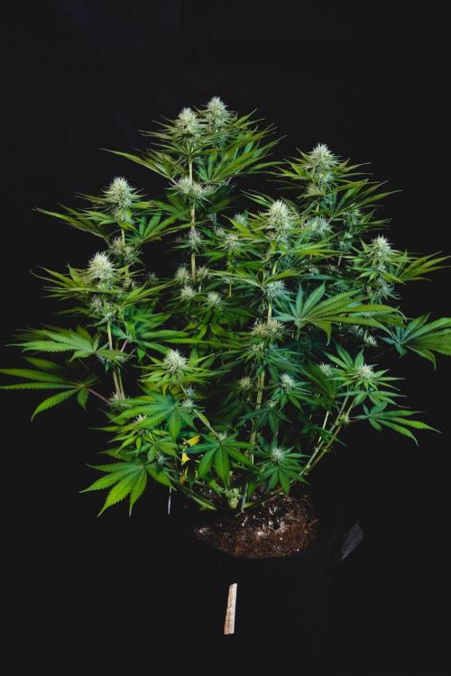 Jack Herer original genetics. Week 9