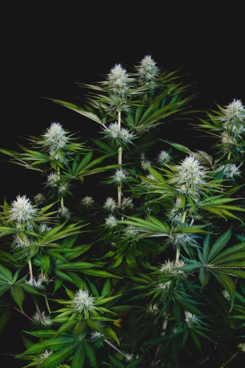 Jack Herer original genetics. Week 9