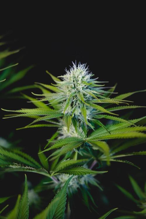 Jack Herer original genetics. Week 9