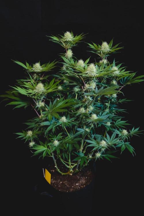 Jack Herer original genetics. Week 9