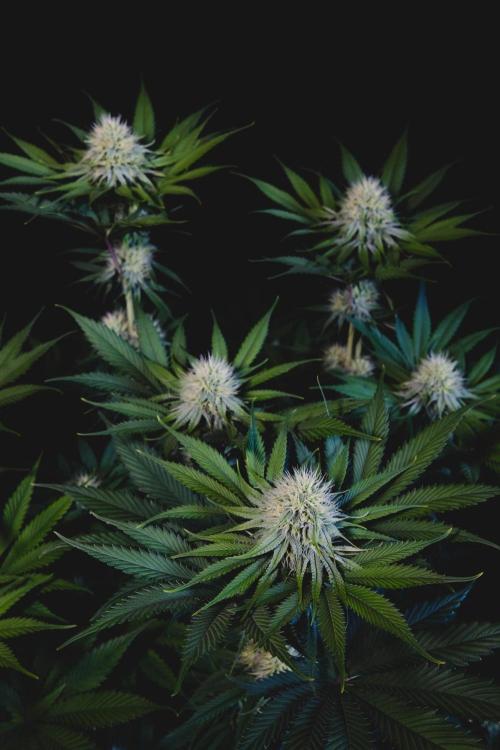 Jack Herer original genetics. Week 9