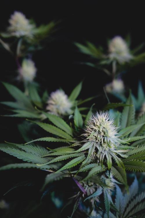 Jack Herer original genetics. Week 9