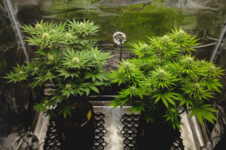 Jack Herer original genetics. Week 9