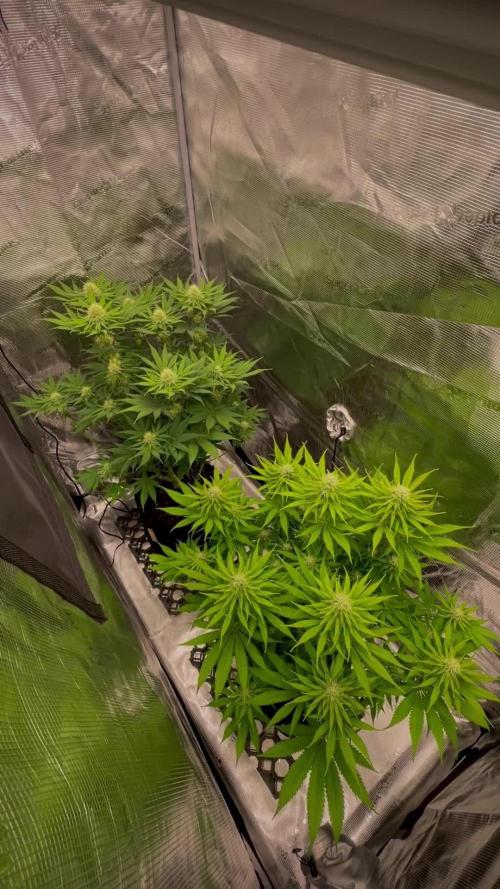 Jack Herer original genetics