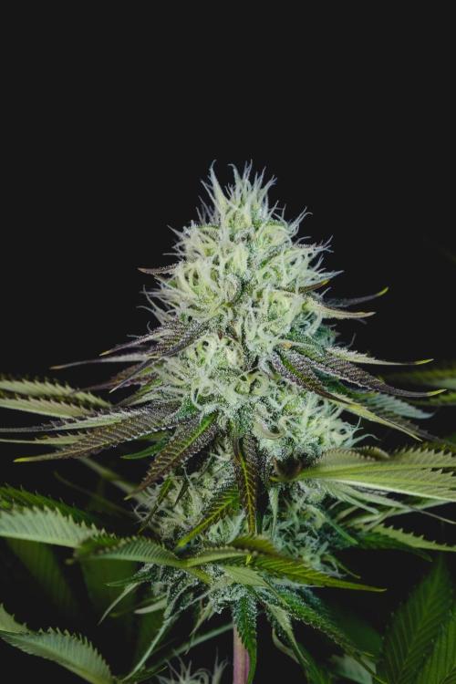Jack Herer original genetics. Week 10