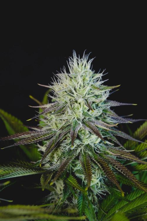 Jack Herer original genetics. Week 10