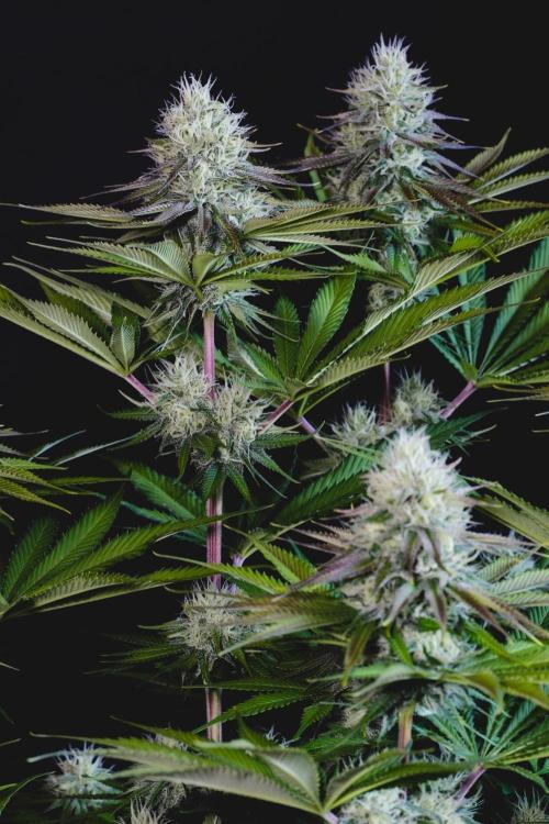 Jack Herer original genetics. Week 10