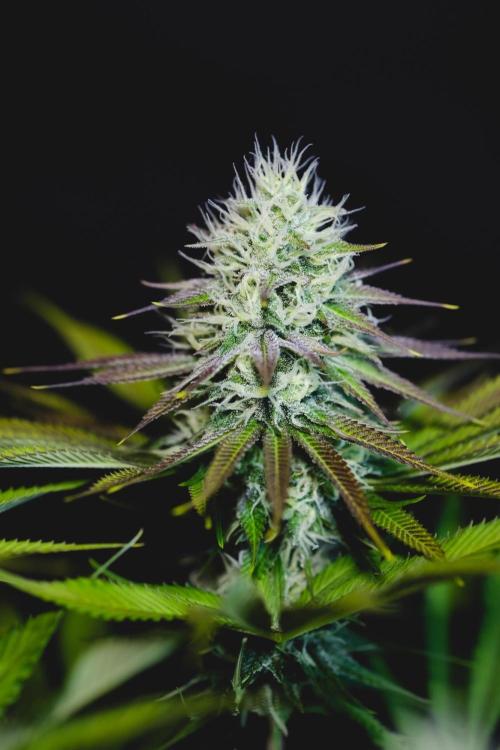 Jack Herer original genetics. Week 10