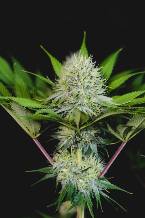Jack Herer original genetics. Week 10