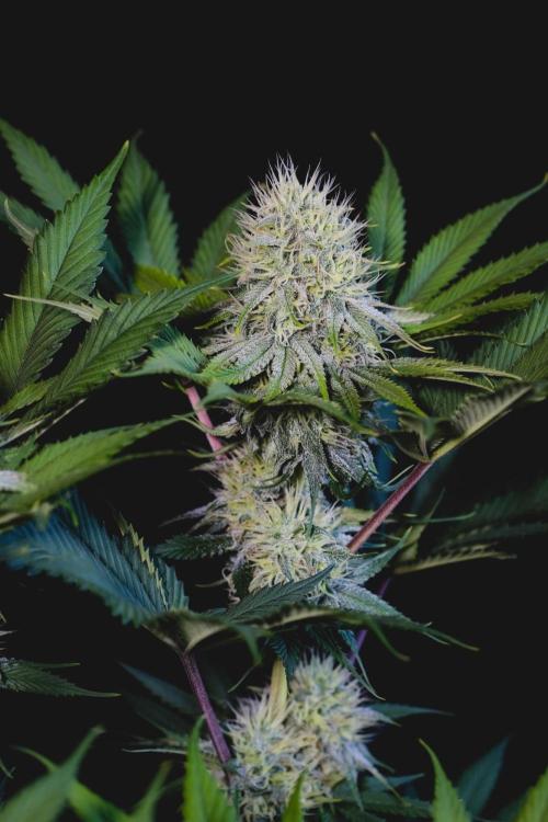 Jack Herer original genetics. Week 10