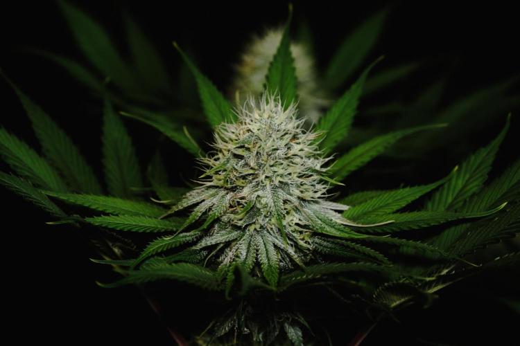 Jack Herer original genetics. Week 10