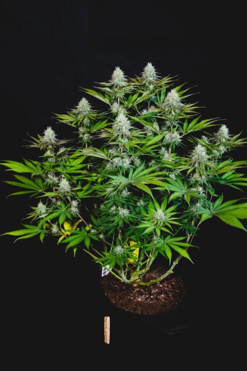 Jack Herer original genetics. Week 10