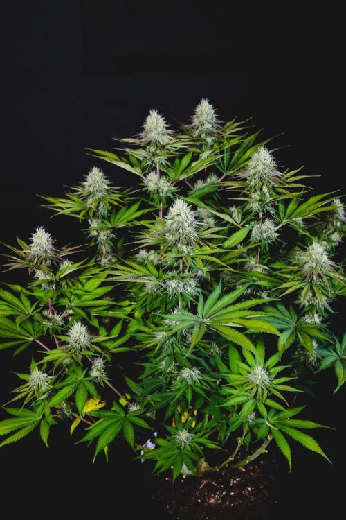 Jack Herer original genetics. Week 10