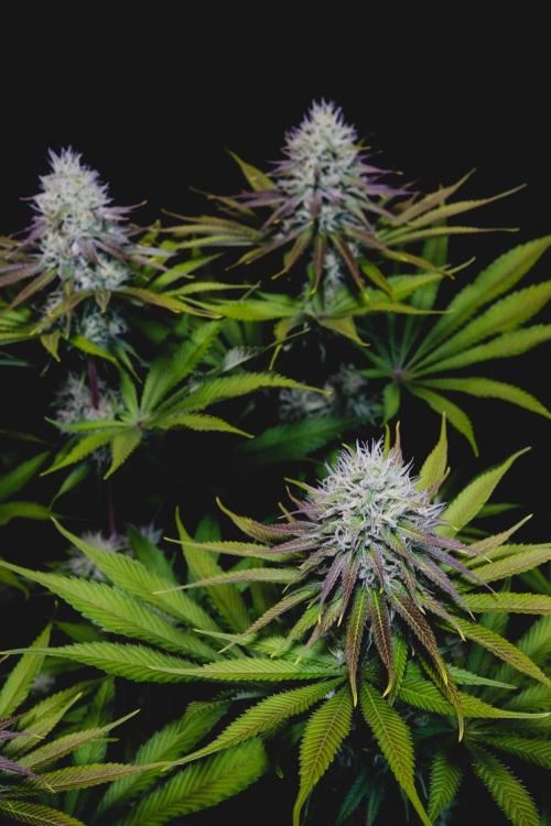 Jack Herer original genetics. Week 10