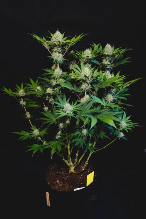 Jack Herer original genetics. Week 10