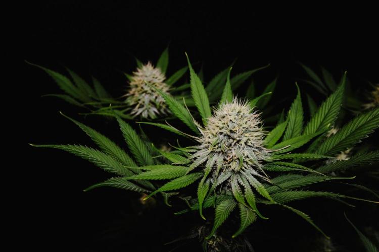 Jack Herer original genetics. Week 10