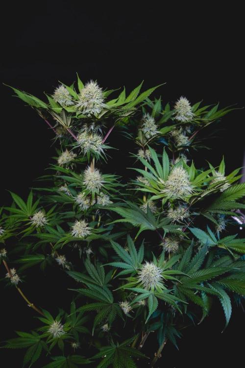 Jack Herer original genetics. Week 10