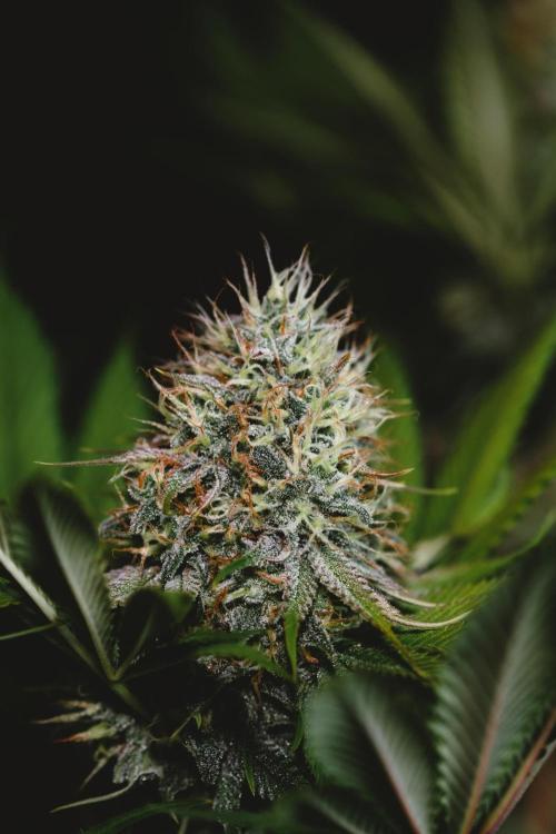 Jack Herer original genetics. Week 11