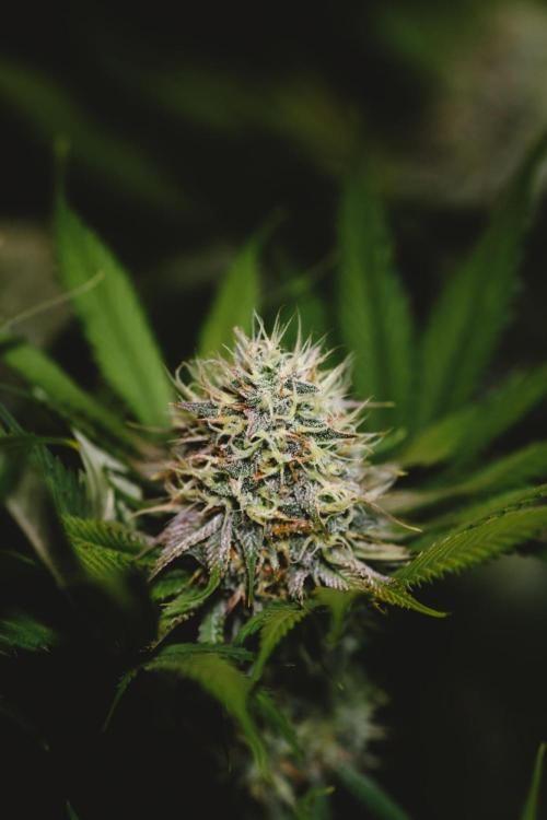 Jack Herer original genetics. Week 11