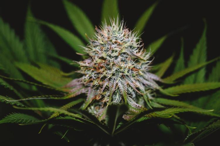 Jack Herer original genetics. Week 11
