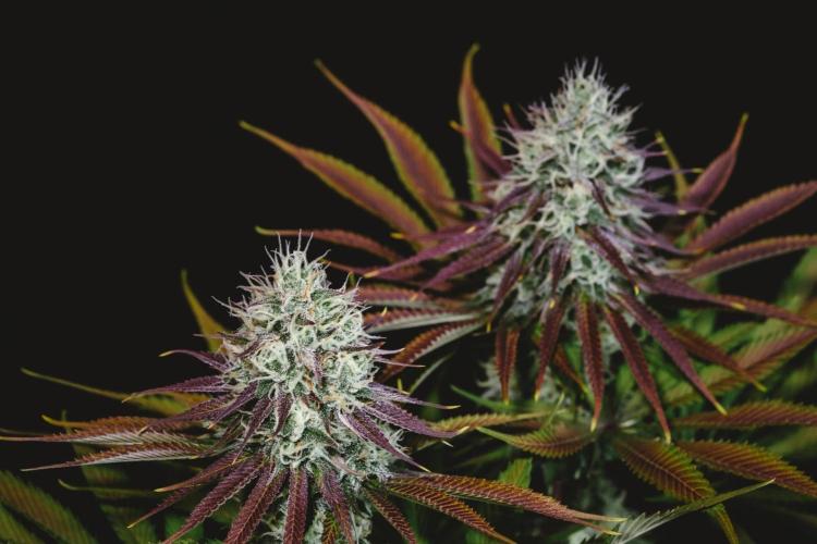 Jack Herer original genetics. Week 11