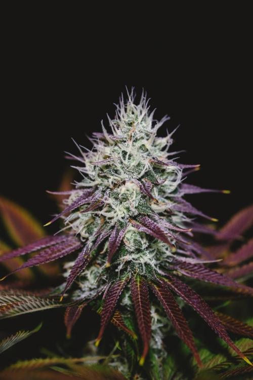Jack Herer original genetics. Week 11