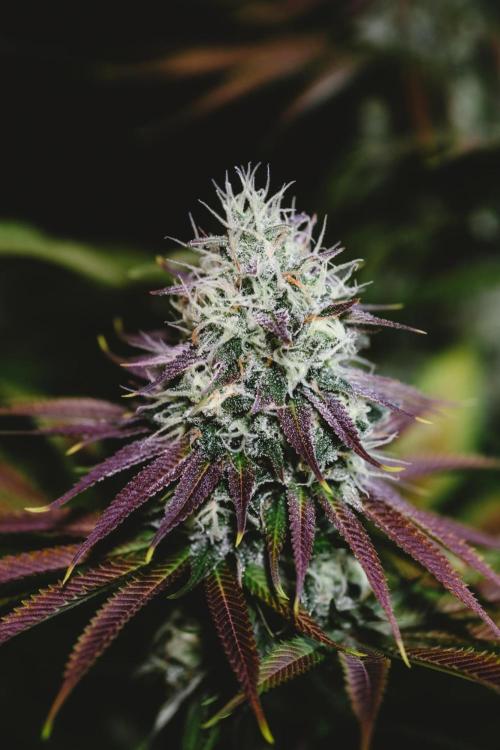Jack Herer original genetics. Week 11