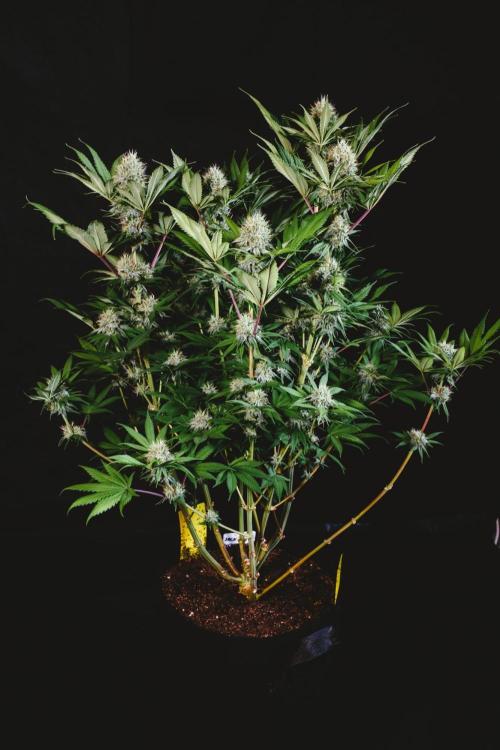 Jack Herer original genetics. Week 11