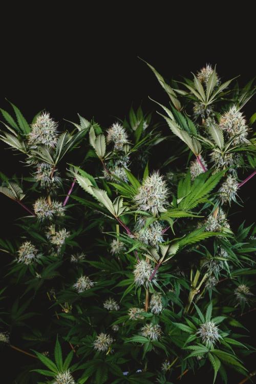 Jack Herer original genetics. Week 11