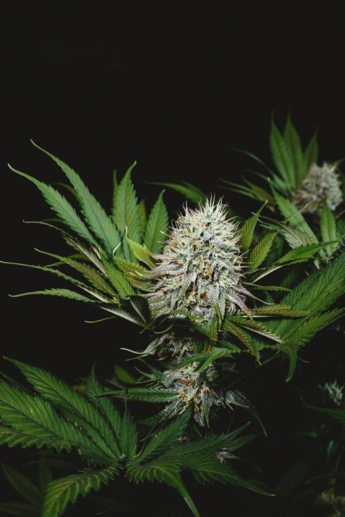 Jack Herer original genetics. Week 11