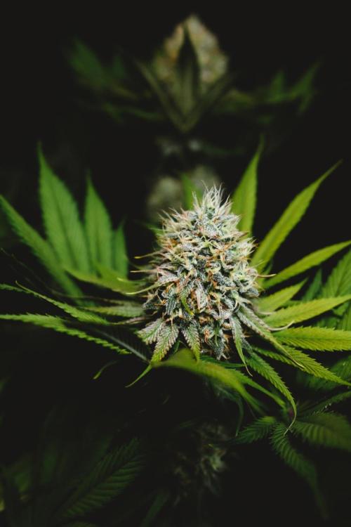 Jack Herer original genetics. Week 11