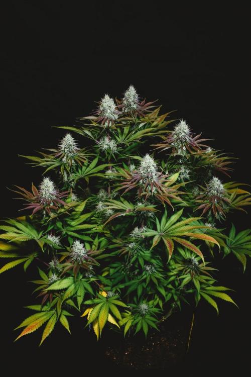 Jack Herer original genetics. Week 11