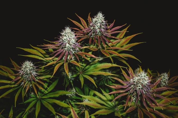 Jack Herer original genetics. Week 11